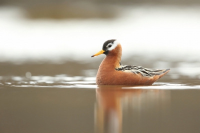 <i class='fa fa-user'></i>&nbsp;Frank Kremer&nbsp;|   Rosse Franjepoot&nbsp; <i class='fa fa-eye'>&nbsp;522</i> &nbsp;<i class='fa fa-thumbs-up'>&nbsp;2</i> &nbsp; <i class='fa fa-comment-o'>&nbsp;10</i>