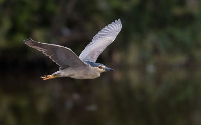 Deze kwak was nog druk bezig nestmateriaal aan te brengen en dit bood kansen om hem in de vlucht te fotograferen.