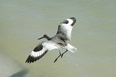 D70 + 70 - 210. Kon de vogel mooi van boven fotograferen, omdat hij/zij vlakbij me ging landen.