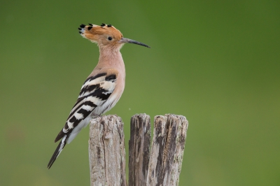 <i class='fa fa-user'></i>&nbsp;Hendrik79&nbsp;|   Hop&nbsp; <i class='fa fa-eye'>&nbsp;509</i> &nbsp;<i class='fa fa-thumbs-up'>&nbsp;2</i> &nbsp; <i class='fa fa-comment-o'>&nbsp;6</i>