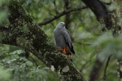 <i class='fa fa-user'></i>&nbsp;Martjan Lammertink&nbsp;|   Langpootkiekendief&nbsp; <i class='fa fa-eye'>&nbsp;390</i> &nbsp;<i class='fa fa-thumbs-up'>&nbsp;6</i> &nbsp; <i class='fa fa-comment-o'>&nbsp;11</i>