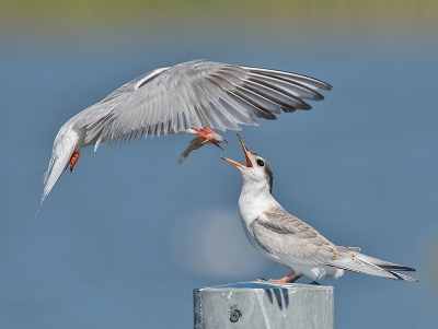 <i class='fa fa-user'></i>&nbsp;Wilfried Solarz&nbsp;|   Visdief&nbsp; <i class='fa fa-eye'>&nbsp;447</i> &nbsp;<i class='fa fa-thumbs-up'>&nbsp;13</i> &nbsp; <i class='fa fa-comment-o'>&nbsp;10</i>