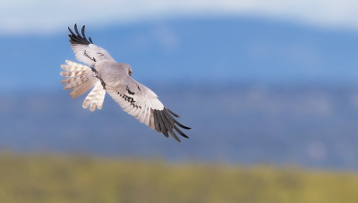 <i class='fa fa-user'></i>&nbsp;Jan van der Linden&nbsp;|   Grauwe Kiekendief&nbsp; <i class='fa fa-eye'>&nbsp;473</i> &nbsp; <i class='fa fa-comment-o'>&nbsp;3</i>