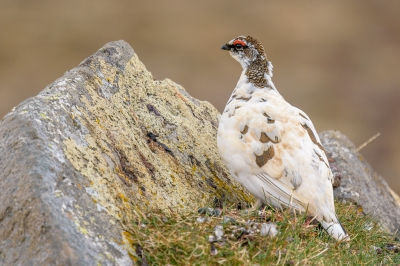 <i class='fa fa-user'></i>&nbsp;jwchess&nbsp;|   Alpensneeuwhoen&nbsp; <i class='fa fa-eye'>&nbsp;281</i> &nbsp; <i class='fa fa-comment-o'>&nbsp;2</i>