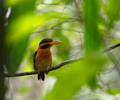 <i class='fa fa-user'></i>&nbsp;Kees de Jager&nbsp;|   Maleise Bosijsvogel&nbsp; <i class='fa fa-eye'>&nbsp;276</i> &nbsp;<i class='fa fa-thumbs-up'>&nbsp;1</i> &nbsp; <i class='fa fa-comment-o'>&nbsp;3</i>