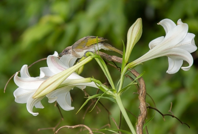 <i class='fa fa-user'></i>&nbsp;hansgans&nbsp;|   Taiwanbuulbuul&nbsp; <i class='fa fa-eye'>&nbsp;257</i> &nbsp; <i class='fa fa-comment-o'>&nbsp;4</i>