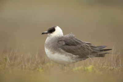 <i class='fa fa-user'></i>&nbsp;Frank Kremer&nbsp;|   Kleine Jager&nbsp; <i class='fa fa-eye'>&nbsp;486</i> &nbsp;<i class='fa fa-thumbs-up'>&nbsp;11</i> &nbsp; <i class='fa fa-comment-o'>&nbsp;18</i>