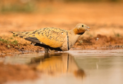 <i class='fa fa-user'></i>&nbsp;Rudi Debruyne&nbsp;|   Zwartbuikzandhoen&nbsp; <i class='fa fa-eye'>&nbsp;453</i> &nbsp;<i class='fa fa-thumbs-up'>&nbsp;6</i> &nbsp; <i class='fa fa-comment-o'>&nbsp;5</i>