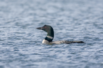 <i class='fa fa-user'></i>&nbsp;jwchess&nbsp;|   IJsduiker&nbsp; <i class='fa fa-eye'>&nbsp;434</i> &nbsp;<i class='fa fa-thumbs-up'>&nbsp;4</i> &nbsp; <i class='fa fa-comment-o'>&nbsp;6</i>