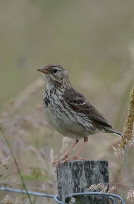 graspieper op Texel.
Iets gecropt
Nikon d7000 en 300 mm lens