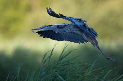 s' Avonds als de zon zo laag staat dat ze enkel nog de rietkraag achteraan de vijver verlicht houden de meeste vogelkijkers en fotografen het voor bekeken in de observatiehut aan het Etang de la Sous. Ikzelf hou niet zo van die drukke kijkhutten en dan kan ik er in alle rust genieten van het laatste licht.