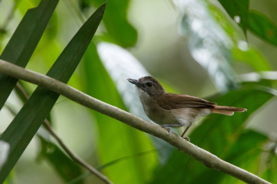 <i class='fa fa-user'></i>&nbsp;Kees de Jager&nbsp;|   Snortwijgtimalia&nbsp; <i class='fa fa-eye'>&nbsp;196</i> &nbsp; <i class='fa fa-comment-o'>&nbsp;3</i>