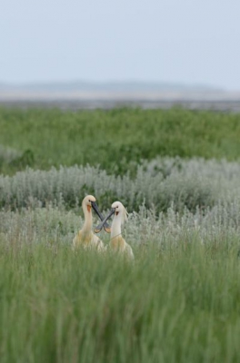 De lepelaar kolonie op Texel. Op de schorren in juni 2016
