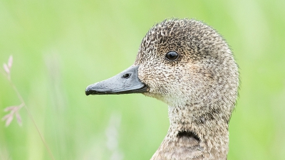 Deze eend liep rond aan de oevers van het meer samen met zijn/haar kroost.