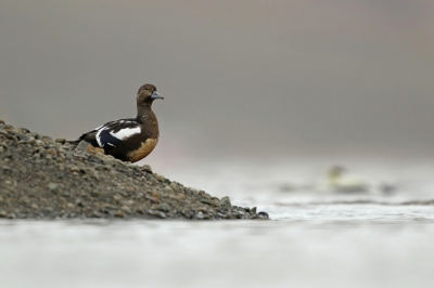 <i class='fa fa-user'></i>&nbsp;Frank Kremer&nbsp;|   Stellers Eider&nbsp; <i class='fa fa-eye'>&nbsp;465</i> &nbsp; <i class='fa fa-comment-o'>&nbsp;2</i>