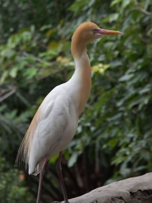<i class='fa fa-user'></i> bram | Oostelijke Koereiger  <i class='fa fa-eye'> 487</i>  <i class='fa fa-thumbs-up'> 1</i>   <i class='fa fa-comment-o'> 0</i>