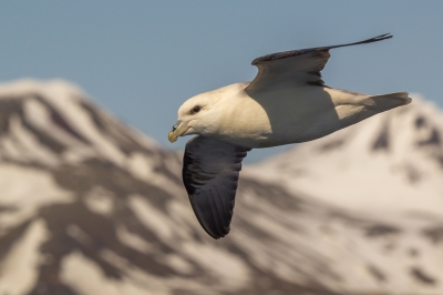 <i class='fa fa-user'></i>&nbsp;Wim De Cock&nbsp;|   Noordse Stormvogel&nbsp; <i class='fa fa-eye'>&nbsp;336</i> &nbsp;<i class='fa fa-thumbs-up'>&nbsp;3</i> &nbsp; <i class='fa fa-comment-o'>&nbsp;4</i>