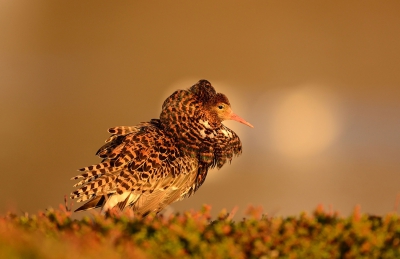 <i class='fa fa-user'></i>&nbsp;Paul B&nbsp;|   Kemphaan&nbsp; <i class='fa fa-eye'>&nbsp;487</i> &nbsp;<i class='fa fa-thumbs-up'>&nbsp;9</i> &nbsp; <i class='fa fa-comment-o'>&nbsp;10</i>