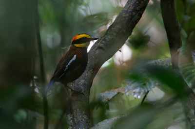 <i class='fa fa-user'></i>&nbsp;Kees de Jager&nbsp;|   Maleise Blauwstaartpitta&nbsp; <i class='fa fa-eye'>&nbsp;239</i> &nbsp;<i class='fa fa-thumbs-up'>&nbsp;1</i> &nbsp; <i class='fa fa-comment-o'>&nbsp;6</i>