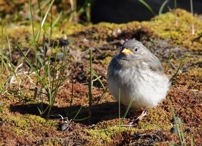 <i class='fa fa-user'></i>&nbsp;guido mwm&nbsp;|   Sneeuwgors&nbsp; <i class='fa fa-eye'>&nbsp;295</i> &nbsp; <i class='fa fa-comment-o'>&nbsp;8</i>