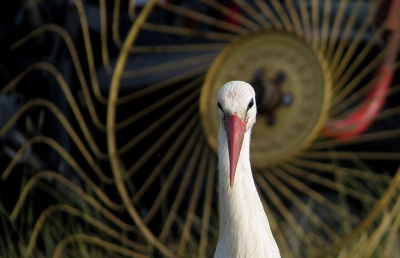 <i class='fa fa-user'></i>&nbsp;sieb&nbsp;|   Ooievaar&nbsp; <i class='fa fa-eye'>&nbsp;704</i> &nbsp;<i class='fa fa-thumbs-up'>&nbsp;20</i> &nbsp; <i class='fa fa-comment-o'>&nbsp;23</i>