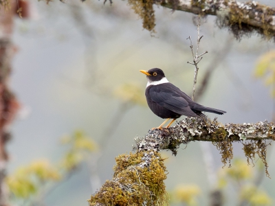 <i class='fa fa-user'></i>&nbsp;Paul van Giersbergen&nbsp;|   Witkraaglijster&nbsp; <i class='fa fa-eye'>&nbsp;328</i> &nbsp;<i class='fa fa-thumbs-up'>&nbsp;9</i> &nbsp; <i class='fa fa-comment-o'>&nbsp;8</i>