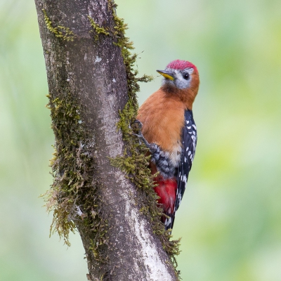 <i class='fa fa-user'></i>&nbsp;Paul van Giersbergen&nbsp;|   Bruinkeelspecht&nbsp; <i class='fa fa-eye'>&nbsp;319</i> &nbsp;<i class='fa fa-thumbs-up'>&nbsp;3</i> &nbsp; <i class='fa fa-comment-o'>&nbsp;8</i>