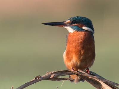 Als je dan toch een tentje hebt staan kun je er net zo goed even een stuk riet bij zetten en hopen op de IJsvogel, en ja hoor, prachtig op slechts 4 meter.