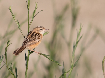 <i class='fa fa-user'></i>&nbsp;Bert Snijder&nbsp;|   Graszanger&nbsp; <i class='fa fa-eye'>&nbsp;458</i> &nbsp;<i class='fa fa-thumbs-up'>&nbsp;10</i> &nbsp; <i class='fa fa-comment-o'>&nbsp;13</i>