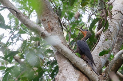 <i class='fa fa-user'></i>&nbsp;Kees de Jager&nbsp;|   Poederspecht&nbsp; <i class='fa fa-eye'>&nbsp;257</i> &nbsp; <i class='fa fa-comment-o'>&nbsp;4</i>