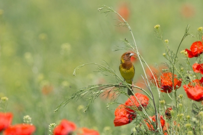 <i class='fa fa-user'></i>&nbsp;david&nbsp;|   Bruinkopgors&nbsp; <i class='fa fa-eye'>&nbsp;306</i> &nbsp;<i class='fa fa-thumbs-up'>&nbsp;2</i> &nbsp; <i class='fa fa-comment-o'>&nbsp;6</i>