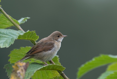 Een jong Grasmusje in z`n natuurlijke omgeving, heb er meerdere foto`s van kunnen maken vandaag.