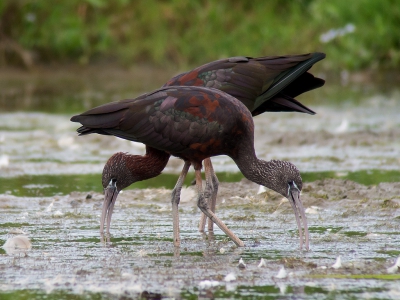 <i class='fa fa-user'></i>&nbsp;Marcel van der Tol&nbsp;|   Zwarte Ibis&nbsp; <i class='fa fa-eye'>&nbsp;458</i> &nbsp;<i class='fa fa-thumbs-up'>&nbsp;5</i> &nbsp; <i class='fa fa-comment-o'>&nbsp;10</i>