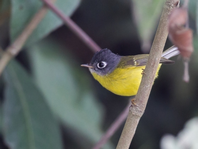 <i class='fa fa-user'></i>&nbsp;Paul van Giersbergen&nbsp;|   Grijswangboszanger&nbsp; <i class='fa fa-eye'>&nbsp;208</i> &nbsp; <i class='fa fa-comment-o'>&nbsp;1</i>