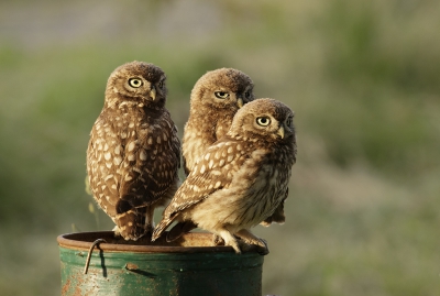 <i class='fa fa-user'></i>&nbsp;Kees Kroon&nbsp;|   Steenuil&nbsp; <i class='fa fa-eye'>&nbsp;1087</i> &nbsp;<i class='fa fa-thumbs-up'>&nbsp;31</i> &nbsp; <i class='fa fa-comment-o'>&nbsp;44</i>