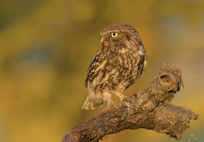 <i class='fa fa-user'></i>&nbsp;Henk Laverman&nbsp;|   Steenuil&nbsp; <i class='fa fa-eye'>&nbsp;620</i> &nbsp;<i class='fa fa-thumbs-up'>&nbsp;18</i> &nbsp; <i class='fa fa-comment-o'>&nbsp;17</i>