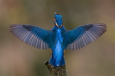 <i class='fa fa-user'></i>&nbsp;Harry Jamont&nbsp;|   IJsvogel&nbsp; <i class='fa fa-eye'>&nbsp;760</i> &nbsp;<i class='fa fa-thumbs-up'>&nbsp;11</i> &nbsp; <i class='fa fa-comment-o'>&nbsp;15</i>