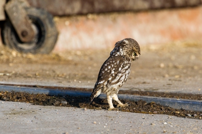 <i class='fa fa-user'></i>&nbsp;vanmarle&nbsp;|   Steenuil&nbsp; <i class='fa fa-eye'>&nbsp;434</i> &nbsp; <i class='fa fa-comment-o'>&nbsp;7</i>