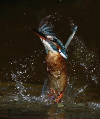 <i class='fa fa-user'></i>&nbsp;Gejo Wassink&nbsp;|   IJsvogel&nbsp; <i class='fa fa-eye'>&nbsp;390</i> &nbsp;<i class='fa fa-thumbs-up'>&nbsp;12</i> &nbsp; <i class='fa fa-comment-o'>&nbsp;16</i>