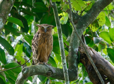 <i class='fa fa-user'></i>&nbsp;Kees de Jager&nbsp;|   Maleise Visuil&nbsp; <i class='fa fa-eye'>&nbsp;241</i> &nbsp; <i class='fa fa-comment-o'>&nbsp;2</i>