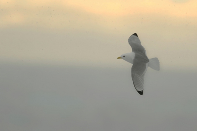 <i class='fa fa-user'></i>&nbsp;Frank Kremer&nbsp;|   Drieteenmeeuw&nbsp; <i class='fa fa-eye'>&nbsp;359</i> &nbsp;<i class='fa fa-thumbs-up'>&nbsp;7</i> &nbsp; <i class='fa fa-comment-o'>&nbsp;15</i>