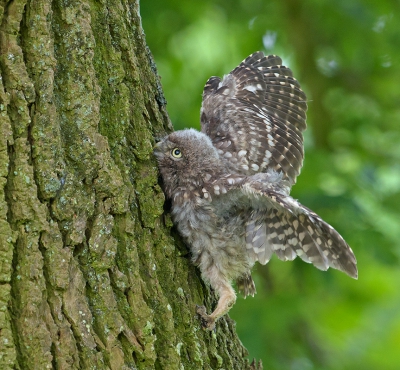 <i class='fa fa-user'></i>&nbsp;Jakob Keun&nbsp;|   Steenuil&nbsp; <i class='fa fa-eye'>&nbsp;418</i> &nbsp;<i class='fa fa-thumbs-up'>&nbsp;5</i> &nbsp; <i class='fa fa-comment-o'>&nbsp;9</i>