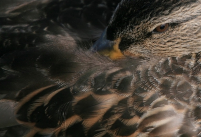 <i class='fa fa-user'></i>&nbsp;luutgroeneveld&nbsp;|   Wilde Eend&nbsp; <i class='fa fa-eye'>&nbsp;306</i> &nbsp;<i class='fa fa-thumbs-up'>&nbsp;1</i> &nbsp; <i class='fa fa-comment-o'>&nbsp;5</i>