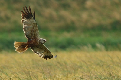 Tijdens een rondje Zeeland zag ik de Bruine Kiek over een graanveld jagen. Even gewacht tot hij voor een mooie achtergrond langsvloog.