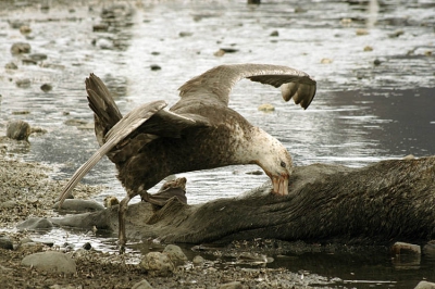 <i class='fa fa-user'></i> Arjen Drost | Zuidelijke Reuzenstormvogel  <i class='fa fa-eye'> 517</i>   <i class='fa fa-comment-o'> 0</i>