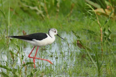 Het veerste vroedgeval in onze regio. Door de hevige regenval is het nest helaas onder water komen te staan en zijn de 4 eieren, ca. 1 dag voor het uitkomen, verdronken. Inspectie van de eieren wees uit dat er 4 dode volgroeide kuikens in zaten. We hopen volgend jaar op meer succes.