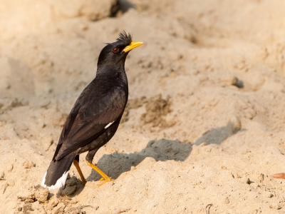 <i class='fa fa-user'></i>&nbsp;Paul van Giersbergen&nbsp;|   Grote Maina&nbsp; <i class='fa fa-eye'>&nbsp;216</i> &nbsp; <i class='fa fa-comment-o'>&nbsp;1</i>