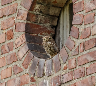 Dit steenuiltje ging wel op een heel mooie plek zitten om even op te drogen na een flink buitje.

Ongecamoufleerd, uit de hand, vanaf 21 meter afstand (volgens exif, waar ik trouwens steeds meer twijfel).