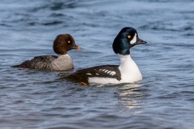 <i class='fa fa-user'></i>&nbsp;jwchess&nbsp;|   IJslandse Brilduiker&nbsp; <i class='fa fa-eye'>&nbsp;318</i> &nbsp; <i class='fa fa-comment-o'>&nbsp;1</i>