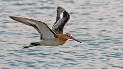 De ochtend wandeling in de zandpolder Groote Keeten De Grutto's vliegen van plas naar plas dus in de juiste positie kan je ze prachtig vliegend fotograferen.
